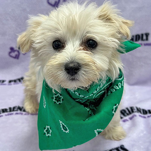 Maltipoo Puppy