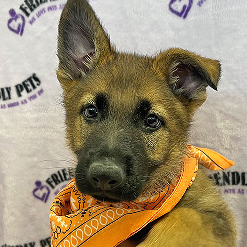 German Shepherd Puppy