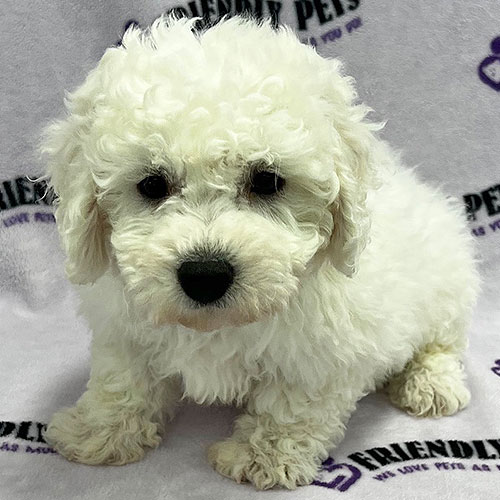 Bichon Frise Puppy