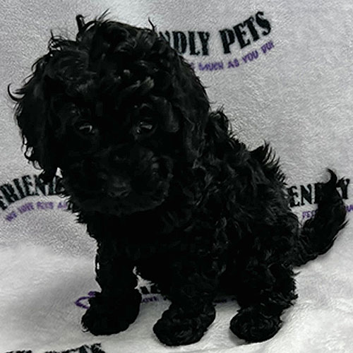 Cockapoo Puppy