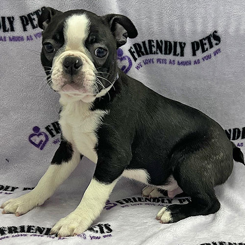 Boston Terrier Puppy