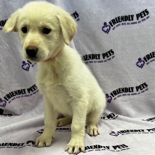 German Retriever Puppy
