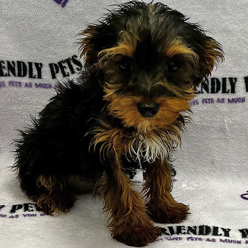 Yorkiepoo Puppy