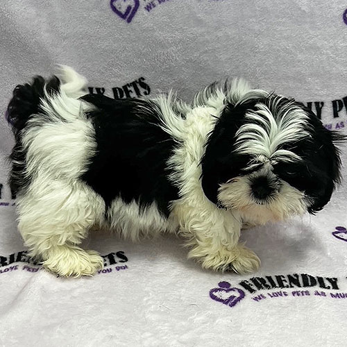 Shih Tzu Puppy