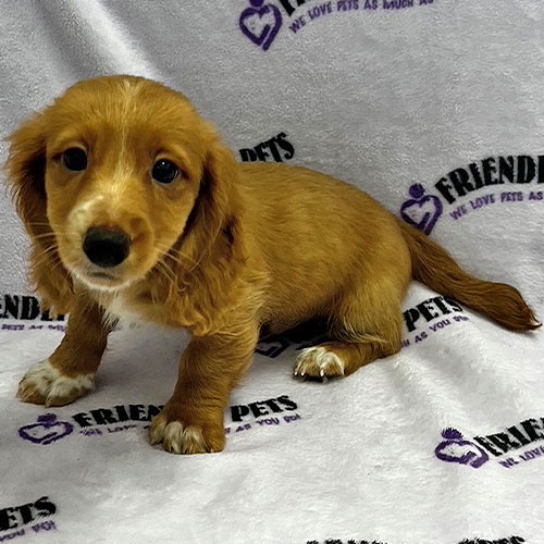 Mini Dachshund Puppy
