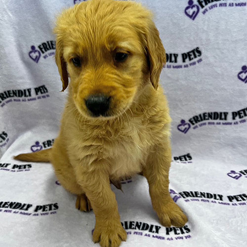 Golden Retriever Puppy