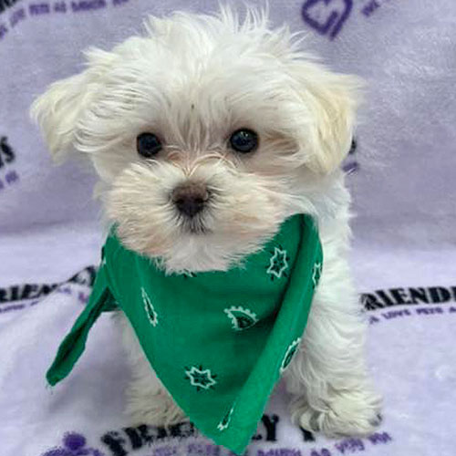 Maltese Puppy