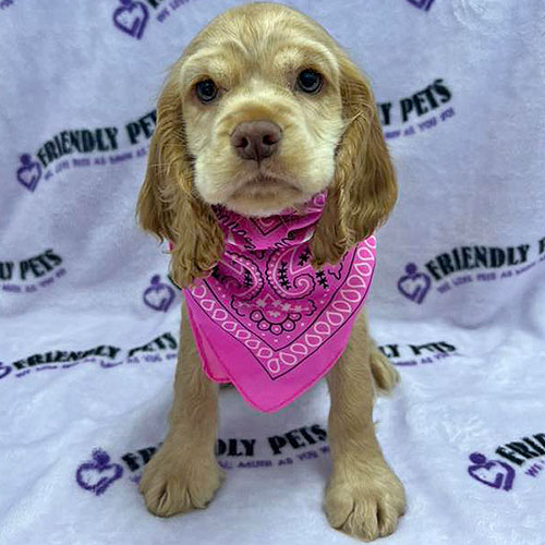 Cocker Spaniel Puppy