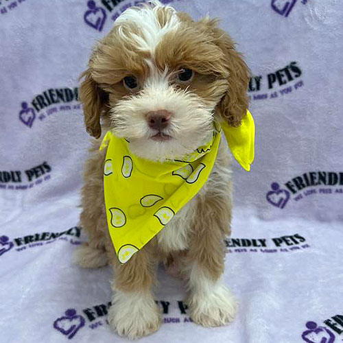 Shihpoo Puppy