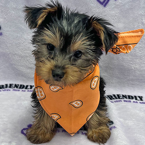 Yorkshire Terrier Puppy
