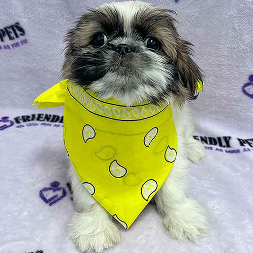 Pekingese Puppy