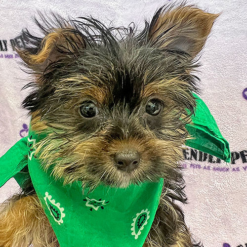 Biewer Yorkie Puppy