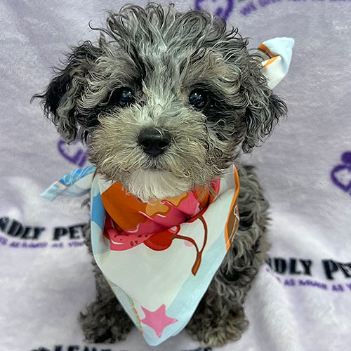 Mini Goldendoodle Puppy