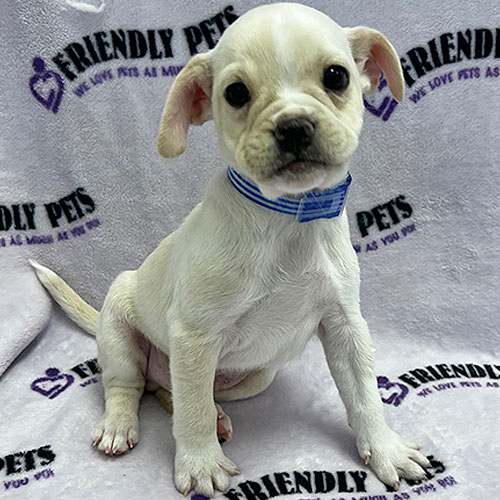 Fren-Chi-Chi Puppy