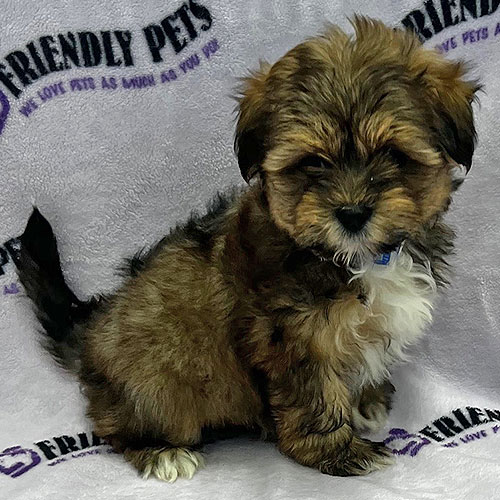 Shorkie Puppy