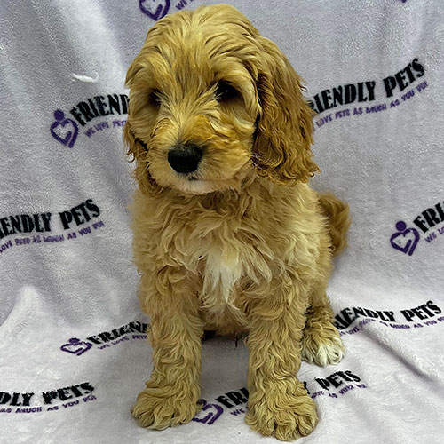Mini Goldendoodle Puppy