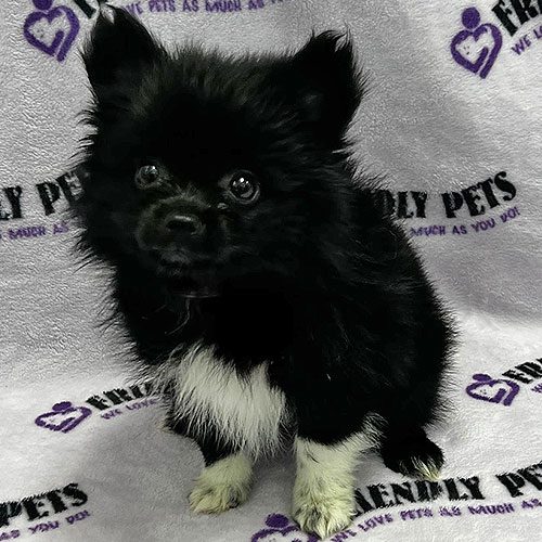 Pomeranian Puppy