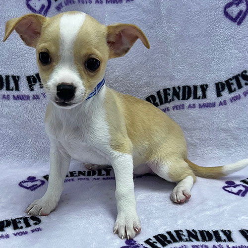 Chihuahua Puppy