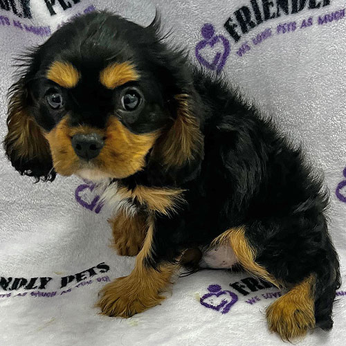 Cavalier King Charles Puppy