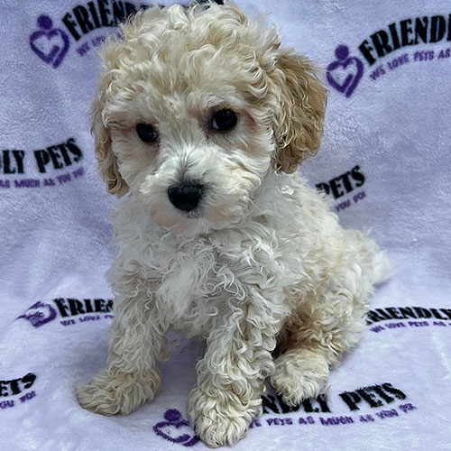 Bichonpoo Puppy