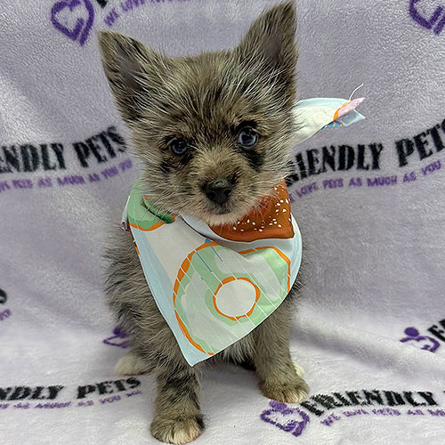 Porkie Puppy