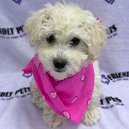 Bichonpoo Puppy