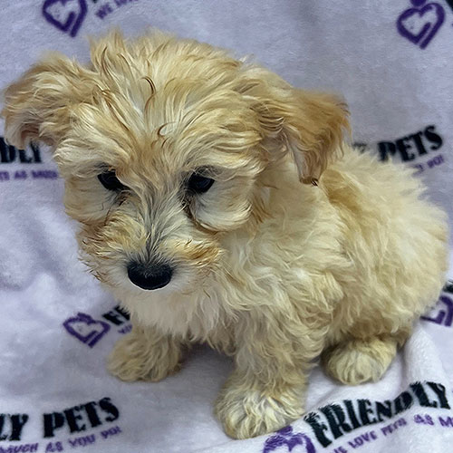 Yorkiepoo Puppy