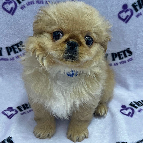 Pekingese Puppy