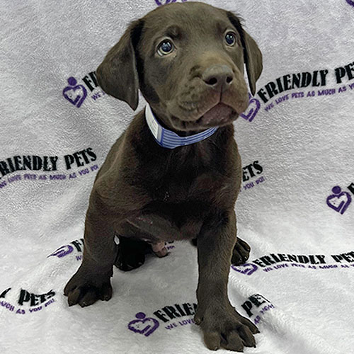 Labrador Retriever Puppy