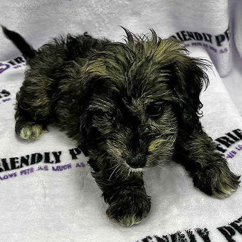Doxiedoodle Puppy