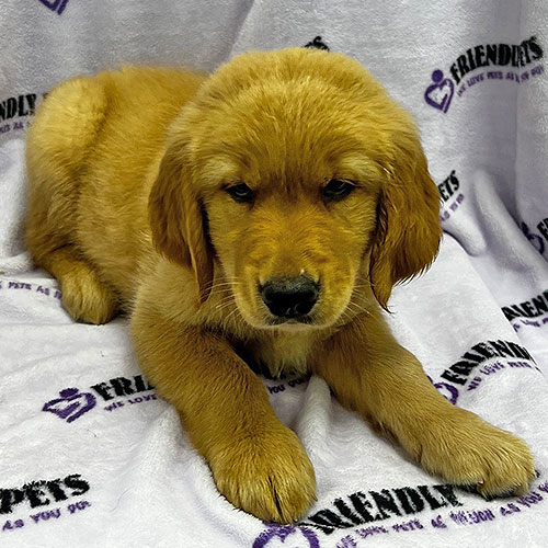 Golden Retriever Puppy