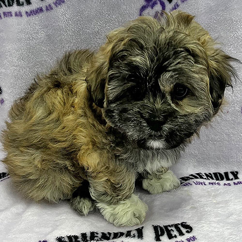 Pekeapoo Puppy