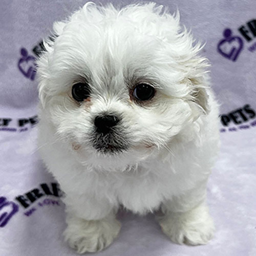 Pekeapoo Puppy