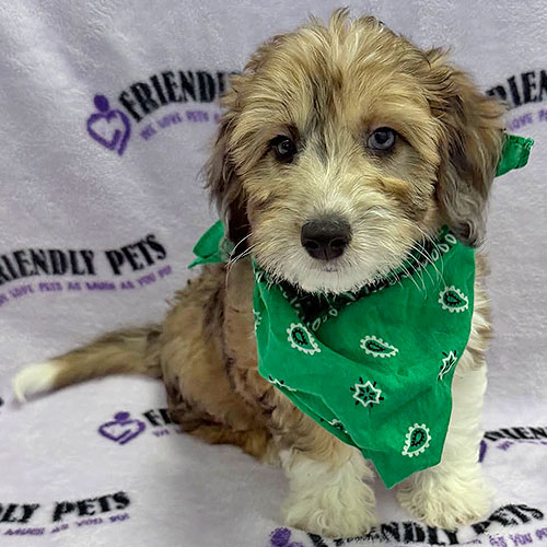 Sheltiedoodle Puppy