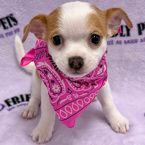 Chihuahua Puppy