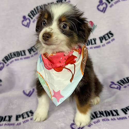 Mini Aussie Puppy