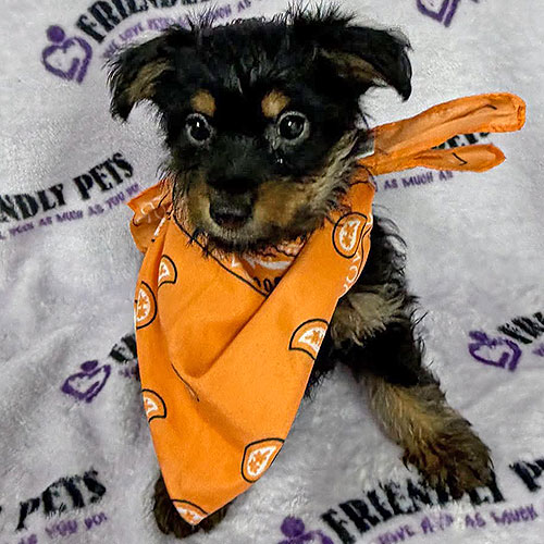Yorkiepoo Puppy