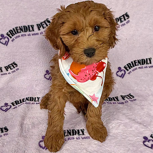 Cavapoo Puppy