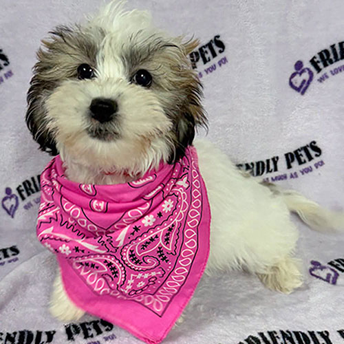 Zuchon Puppy