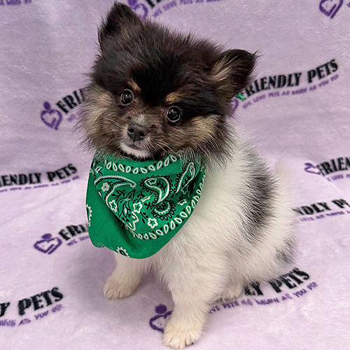 Pomeranian Puppy