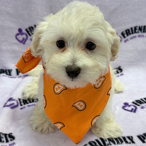 Maltipoo Puppy