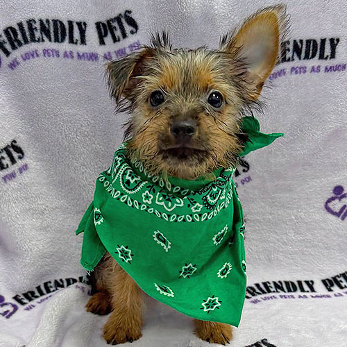 Silky Terrier Puppy