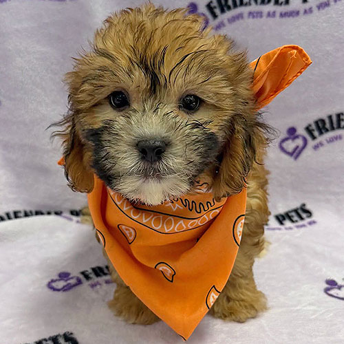Shihpoo Puppy