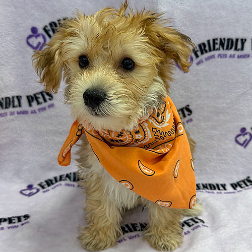 Yochon Puppy