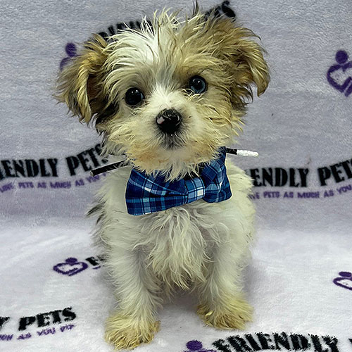 Morkie Puppy