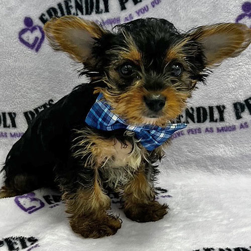 Yorkie Puppy