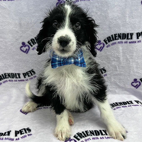Aussiedoodle Puppy