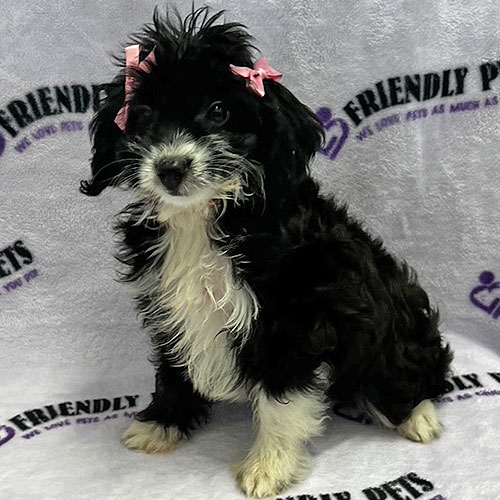 Aussiedoodle Puppy