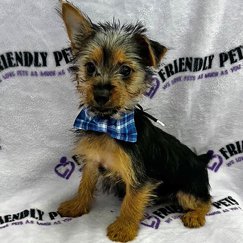 Silky Terrier Puppy