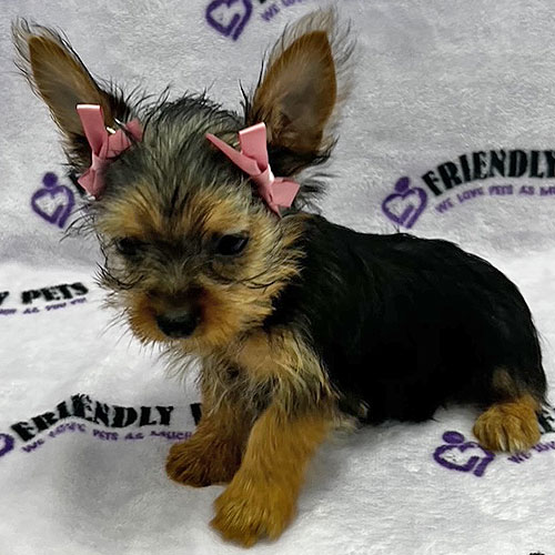 Silky Terrier Puppy